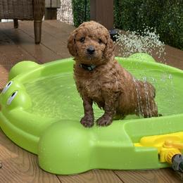 Goldendoodle Puppies from Loving Hearts Goldendoodles