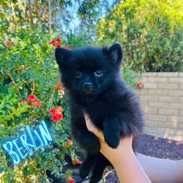 Berlin - Black male Pomeranian puppy in Los Angeles, Santa Clarita, California from LT_Poms