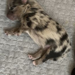 Pomeranian Puppies from Yates Pomeranians