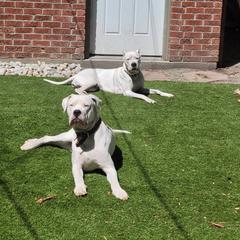 Dogo Argentino All Grown Up from Driftwood dogos