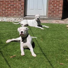 Dogo Argentino All Grown Up from Driftwood dogos