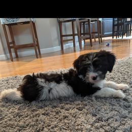 Aussiedoodle Puppies from Ramirez Family Doodles