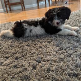 Aussiedoodle Puppies from Ramirez Family Doodles