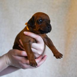 Miss Yellow - Rd whtn blk nose female Rhodesian Ridgeback puppy in Hillman, Minnesota from Rhoxwood Kennel