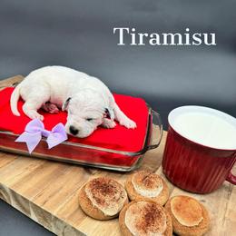 Dalmatian, Poodle, and Rhodesian Ridgeback Puppies from Ruffles, Ridges, & Spots!