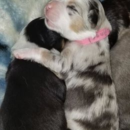 Australian Shepherd Puppies from Aussie Knights Kennel