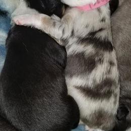 Australian Shepherd Puppies from Aussie Knights Kennel