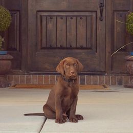 Labrador Retriever All Grown Up from Rocky Mountain Dogs - Utah