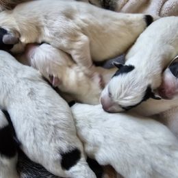 Australian Cattle Dog and Miniature Schnauzer Puppies from B & E Farms