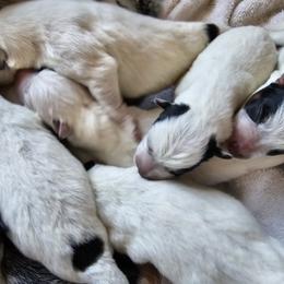 Australian Cattle Dog and Miniature Schnauzer Puppies from B & E Farms