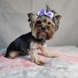 London - Yorkshire Terrier