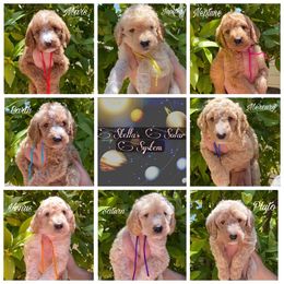 Labradoodle Puppies from Bipsi's Doodles