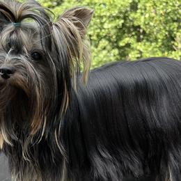 Yorkshire Terriers from Nalley Kennels