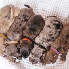 Aussiedoodle and Leopardoodle Puppies from A Puppy Crush