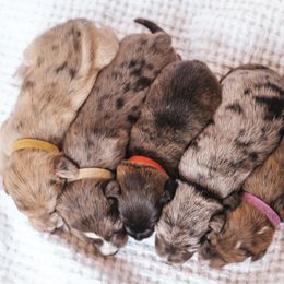 Aussiedoodle and Leopardoodle Puppies from A Puppy Crush