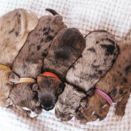 Aussiedoodle and Leopardoodle Puppies from A Puppy Crush