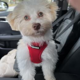 Havanese Puppies from Dean Supreme