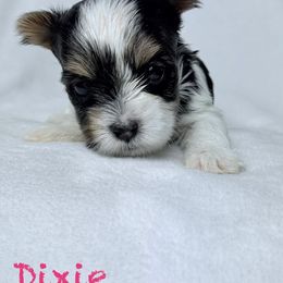 Akc Dixie - Black tan and white female Biewer Terrier puppy in Cartersville, Georgia from Alpha Tiny Paws