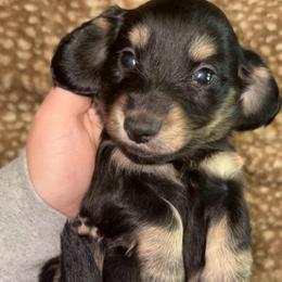 Rip (PET ONLY) - Black and cream male Dachshund puppy in Goldthwaite, Texas from Mini Mama Dachshunds