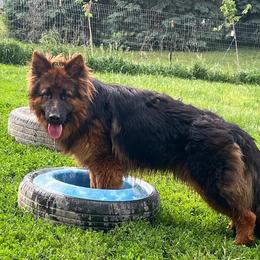 Archie - German Shepherd