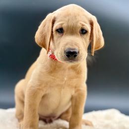 Red - Yellow male Labrador Retriever puppy in San Diego County, California from Travis’ Chocolate Labradors