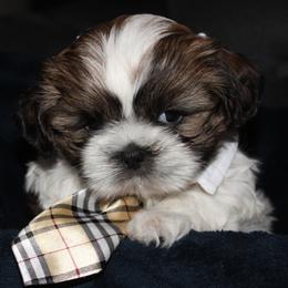 Shih Tzus from Mimi's Shih Tzus