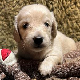 Michelle girl 1 - Cream female Dachshund puppy in Bigfork, Minnesota from Dachshunds Up North