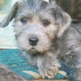Glen of Imaal Terrier Puppies from Liberty's Glen of Imaal Terriers