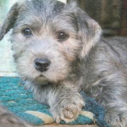 Glen of Imaal Terrier Puppies from Liberty's Glen of Imaal Terriers