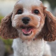 Cavatzus and Shih Tzus from Charming Woofs