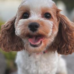 Cavatzus and Shih Tzus from Charming Woofs