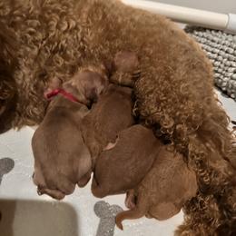 Poodle puppies from Vegas Toy Poodles