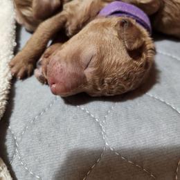 Purple collar (Viola) - Apricot female Poodle puppy in Stephentown, New York from Creme de la Poodle, standard poodles