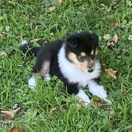 Moon - Black white and tan female Collie puppy in Blossvale, New York from Glenara Collies & Papillons