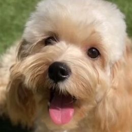 Cavapoos and Cockapoos from Medley Meadows