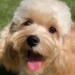 Cavapoos and Cockapoos from Medley Meadows