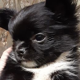 Chihuahua Puppies from Grace & Glory Chihuahuas
