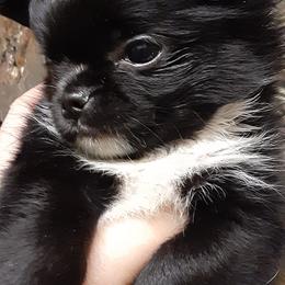 Chihuahua Puppies from Grace & Glory Chihuahuas