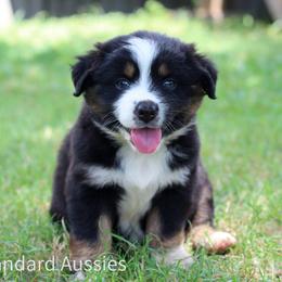 Ariat - Black tri-color female Australian Shepherd puppy in Stephenville, Texas from AW Standard Aussies