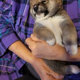 Shiba Inu Puppies from Tired Iron Shibas
