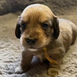 Valjean - Cream male Dachshund puppy in Eureka, California from Seaside Doxies