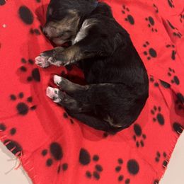 Bernedoodle Puppies from A MAYSING Bernedoodles