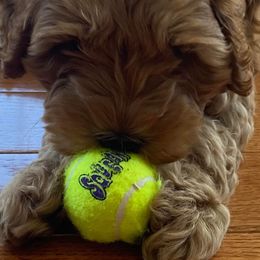 Australian Labradoodle Puppies from Llewellyn's Grove Labradoodles