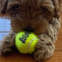 Australian Labradoodle Puppies from Llewellyn's Grove Labradoodles