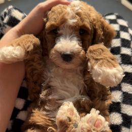 Assorted Doodle Crosses, Goldendoodle, Labradoodle, and Poodle Puppies from Ruff Country Doodles