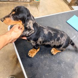 Buster - Dapple male Dachshund puppy in Gavilan Hills, California from Bacchanal Kennel/Ranch