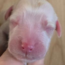 Dr. Green - Blue belton and tan (tri-color) male English Setter puppy in Morrice, Michigan from Wild Bird Setters
