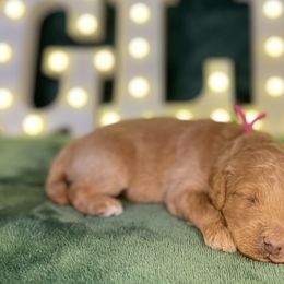 Jingle - Goldendoodle puppy from Golden Life Doodles