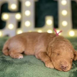 Jingle - Goldendoodle puppy from Golden Life Doodles