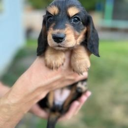 Mount Saint Helens - Black and tan female Dachshund puppy in Bonney Lake, Washington from HP Dachs